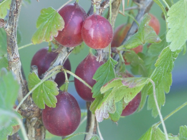 Stachelbeere Captivator